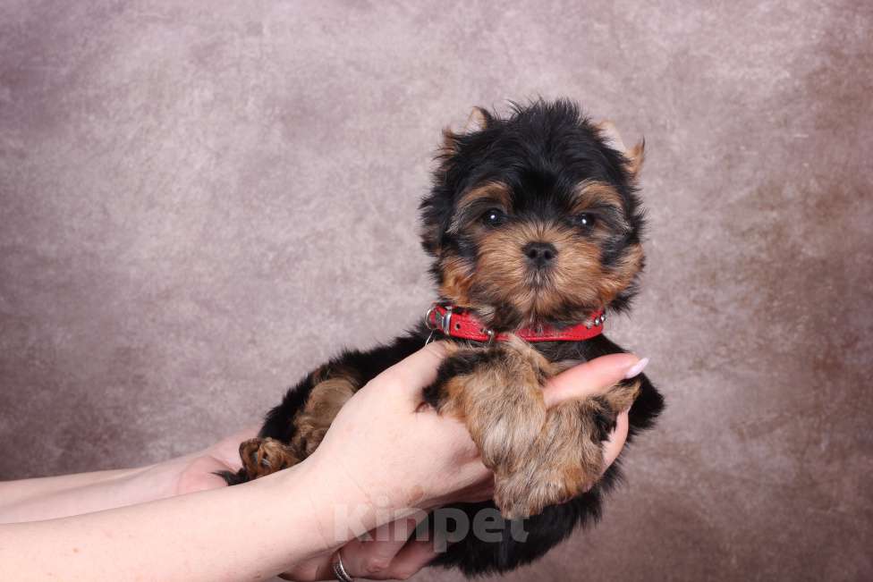 Собаки в Люберцах: Йоркширский терьер курносый  Юджет Мальчик, 50 000 руб. - фото 6