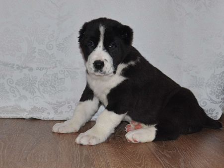 Щенки алабая (среднеазиатской овчарки)