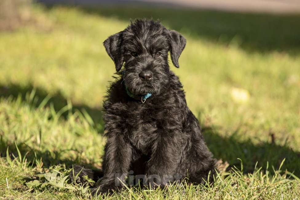 Собаки в Санкт-Петербурге: Щенок ризеншнауцера кобель Мальчик, 70 000 руб. - фото 4