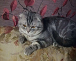 Кошки в Барыше: Вязка шотландский кот, 1 000 руб. - фото 6