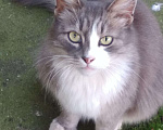 Кошки в Ливны: Пушистая, ласковая красавица ищет дом, Бесплатно - фото 1