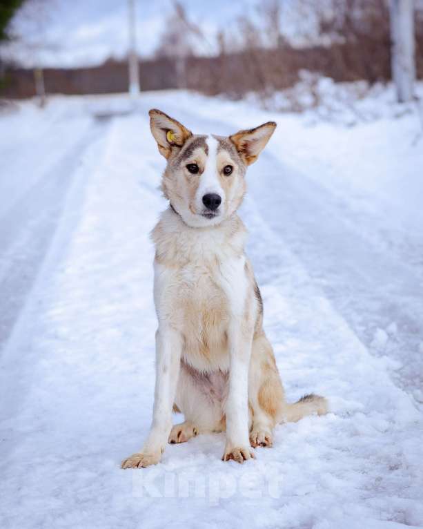 Собаки в Москве: Собака из приюта в добрые руки Девочка, Бесплатно - фото 4