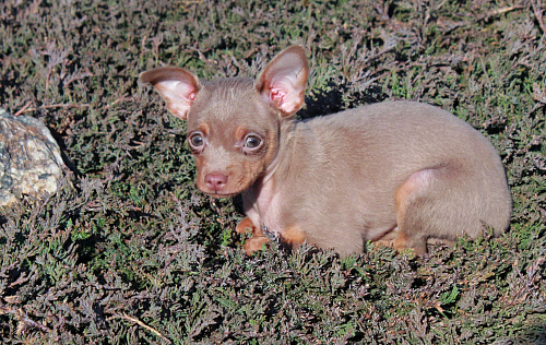 Мальчик лиловый