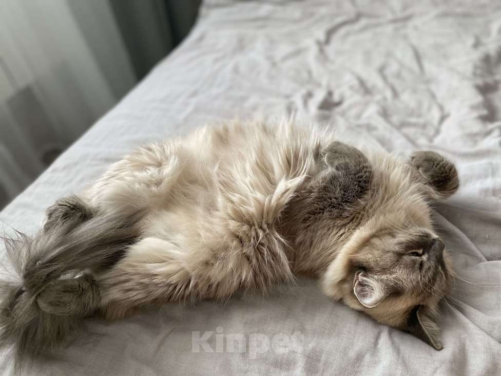 Кошки в Костроме: В добрые руки❤️ Девочка, Бесплатно - фото 7