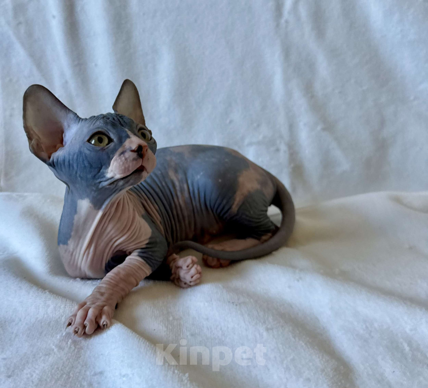 Кошки в Москве: Девочка канадского сфинкса  Девочка, 45 000 руб. - фото 2