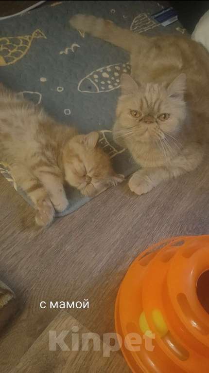 Кошки в Челябинске: Котёнок экзот Мальчик, 39 000 руб. - фото 2