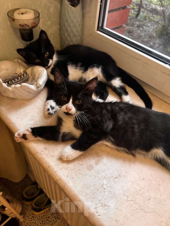 Кошки в других городах Московской области: Отдам кошечку в добрые руки, ласковая, любит играть, приучена к лотку Девочка, Бесплатно - фото 1