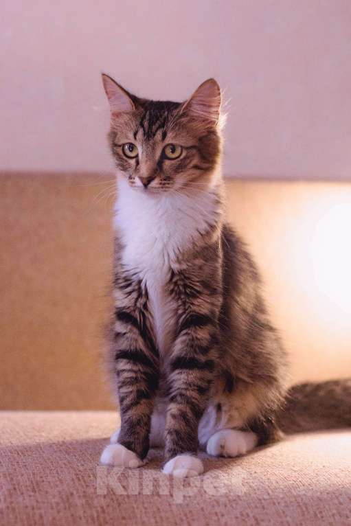 Кошки в Москве: Изящная и благородная кошка Селин Девочка, Бесплатно - фото 4