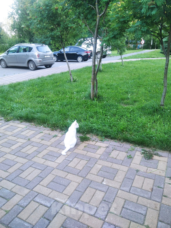 Кошки в Кирове: Кошка Девочка, Бесплатно - фото 3
