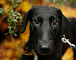 Собаки в Москве: Добрая Нури ищет дом! Метис лабрадора/гончей. Девочка, Бесплатно - фото 4