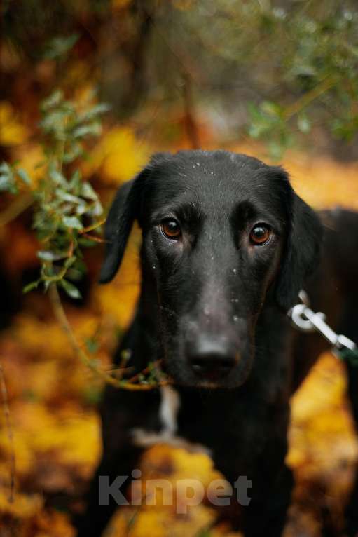 Собаки в Москве: Добрая Нури ищет дом! Метис лабрадора/гончей. Девочка, Бесплатно - фото 4
