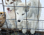 Собаки в Сургуте: Щенки сибирской хаски Девочка, 500 руб. - фото 1