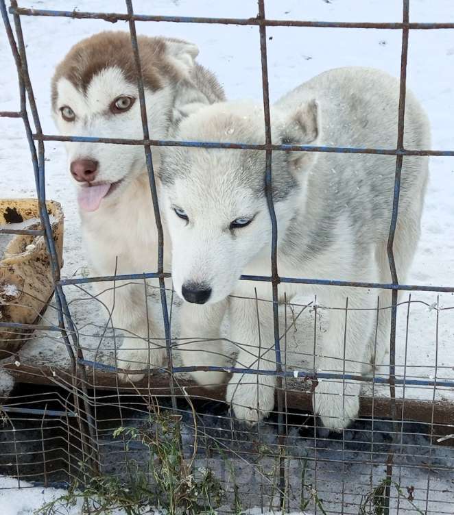 Собаки в Сургуте: Щенки сибирской хаски Девочка, 500 руб. - фото 1