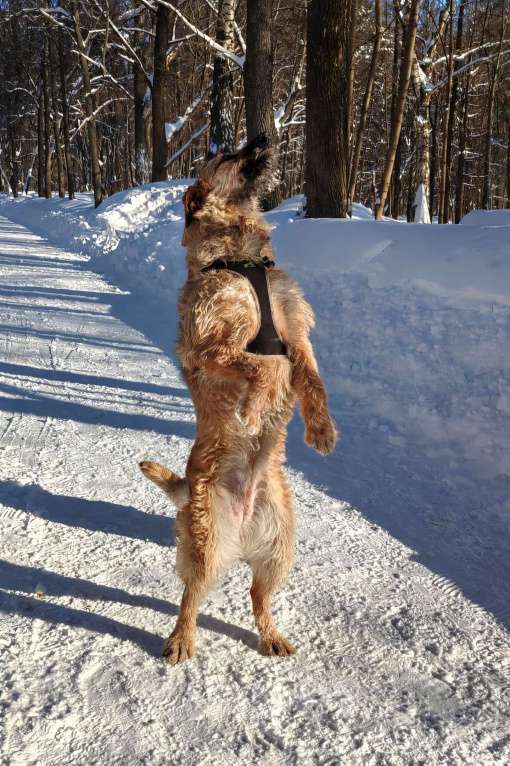 Собаки в Москве: Пальма 2 года! Девочка, Бесплатно - фото 6