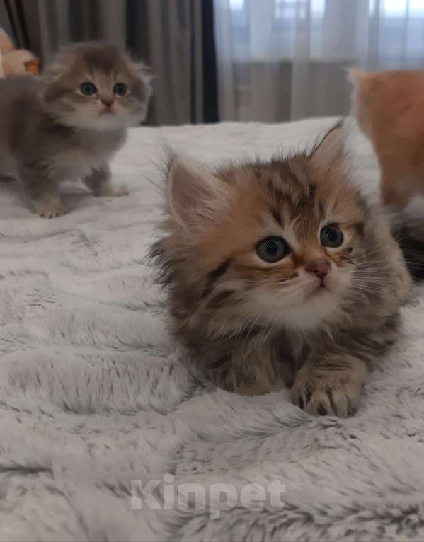 Кошки в Санкт-Петербурге: Шотландские вислоухие и прямоухие котята Девочка, 8 000 руб. - фото 5