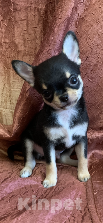 Собаки в Москве: Мальчик чихуахуа Мальчик, 59 000 руб. - фото 7