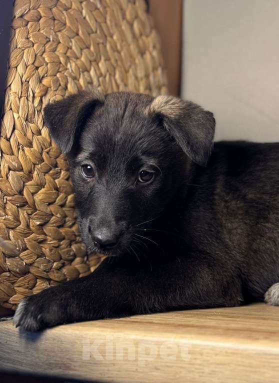 Собаки в Уфе: Щенок-девочка Девочка, Бесплатно - фото 1