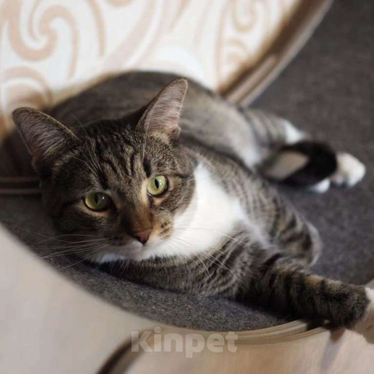 Кошки в Москве: Самый ласковый котик на свете уже год живет на передержке Мальчик, Бесплатно - фото 2