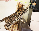 Кошки в Санкт-Петербурге: Бенгальские котята выставочного уровня  Мальчик, 70 000 руб. - фото 1