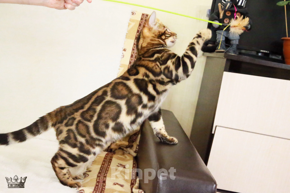 Кошки в Санкт-Петербурге: Бенгальские котята выставочного уровня  Мальчик, 70 000 руб. - фото 1