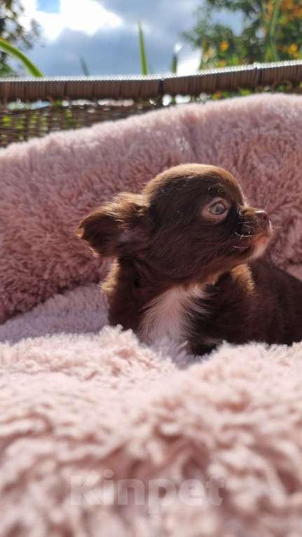 Собаки в Наро-Фоминске: Щенок чихуахуа шоко девочка Девочка, 100 000 руб. - фото 5