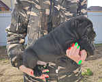 Собаки в Москве: Кайман Мальчик, 50 000 руб. - фото 2
