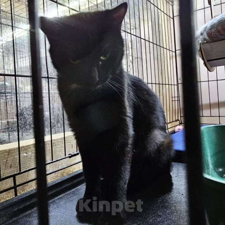 Кошки в Москве: Сабрину никто не замечает Девочка, Бесплатно - фото 2