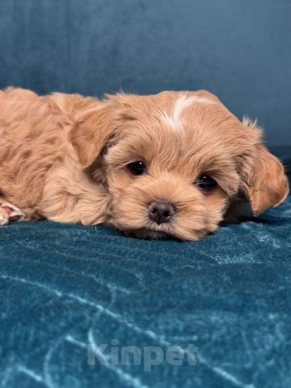 Собаки в Москве: Девочка мальтипу f1 Мишани стар Жания  Девочка, 250 000 руб. - фото 4