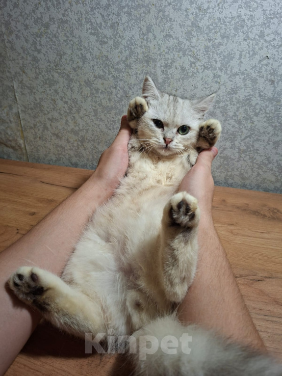Кошки в Тамбове: Шотландский прямоухий котёнок Мальчик, 3 000 руб. - фото 3