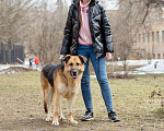Собаки в Москве: Метис овчарки в добрые руки! Девочка, Бесплатно - фото 5