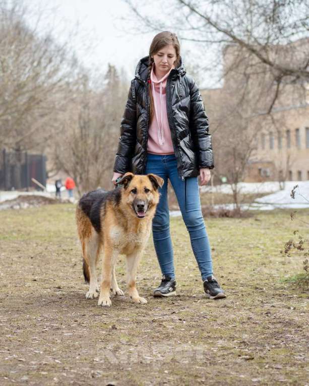 Собаки в Москве: Метис овчарки в добрые руки! Девочка, Бесплатно - фото 5