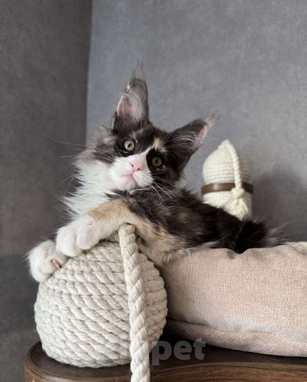 Кошки в Санкт-Петербурге: Котенок мейн-кун Девочка, 60 000 руб. - фото 1