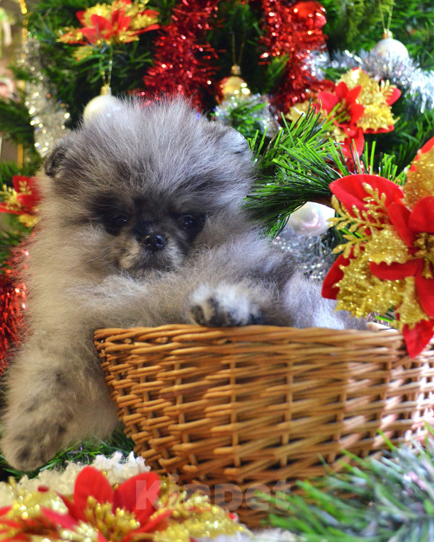 Собаки в Бийске: Щенки померанского щенка Мальчик, 50 000 руб. - фото 4