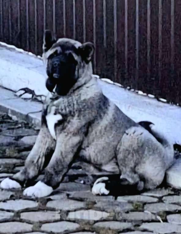 Собаки в Магнитогорске: Продажа щенки Мальчик, 50 000 руб. - фото 10