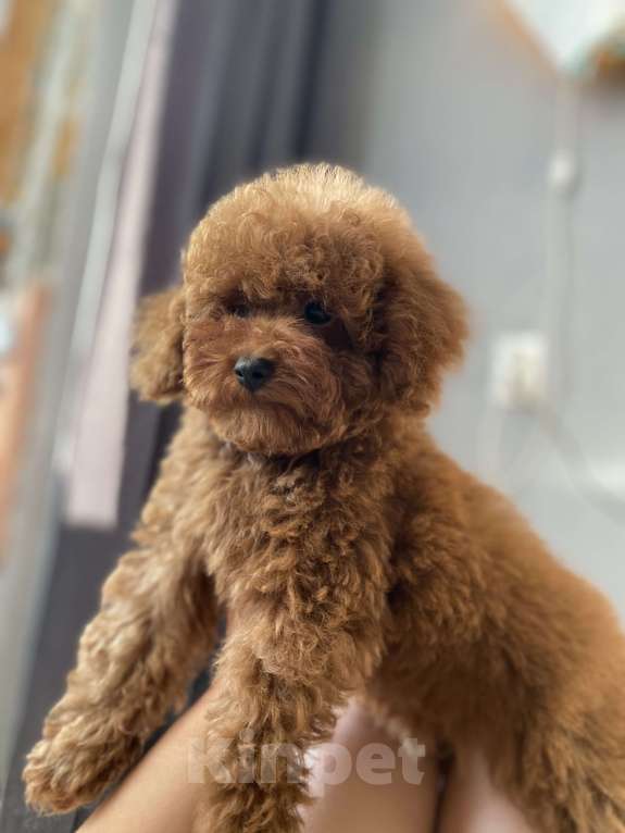 Собаки в Москве: Мальчишка той-пудель  Мальчик, Бесплатно - фото 1