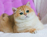 Кошки в Москве: Британская золотая кошечка Девочка, 10 000 руб. - фото 2