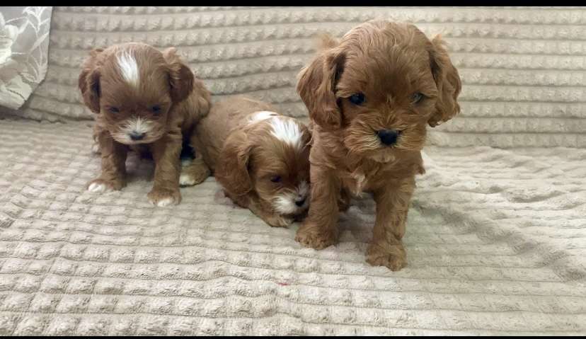 Собаки в Москве: Щенки Кавапу Мальтипу  Мальчик, 60 000 руб. - фото 2