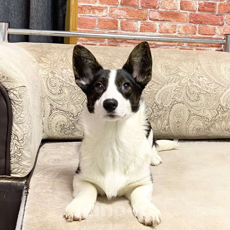 Собаки в Москве: Щенки вельш-корги кардиган Мальчик, 40 000 руб. - фото 3