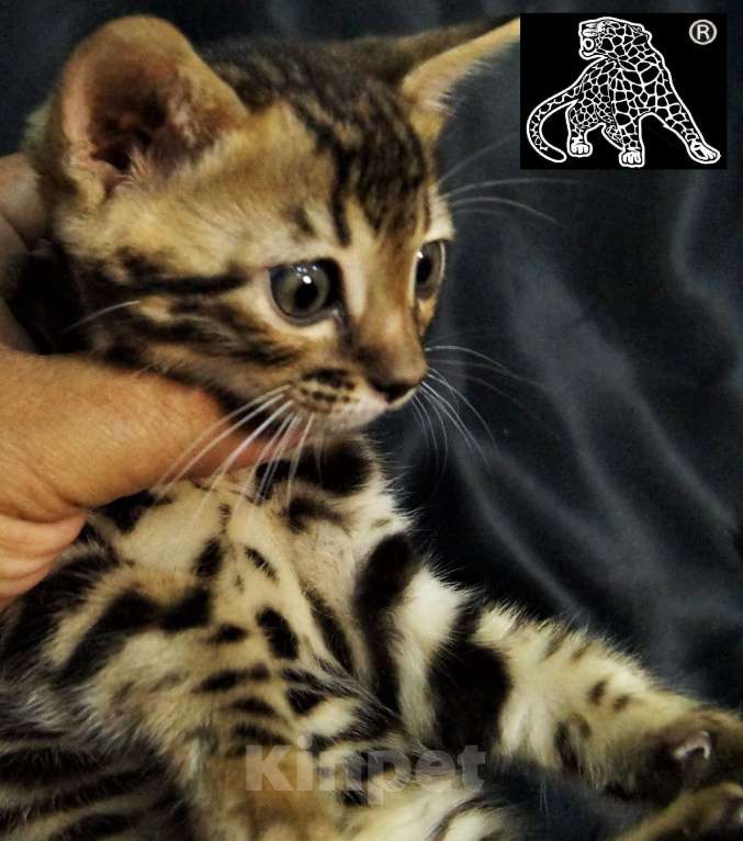 Кошки в Петропавловске-Камчатском: Бенгальский котик. ШОУ. Профессиональный питомник. Мальчик, Бесплатно - фото 10