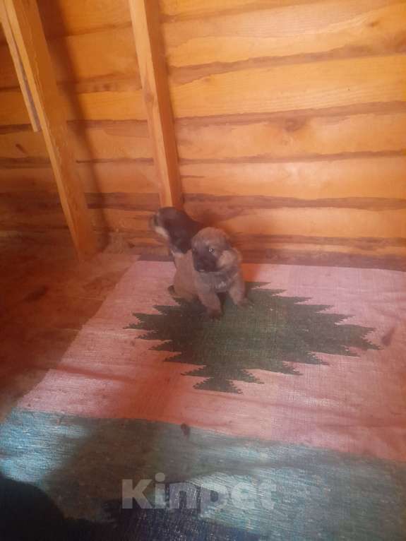 Собаки в других городах Свердловской области: Собаки в добрые руки  Девочка, Бесплатно - фото 3