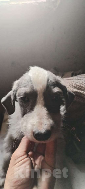 Собаки в Москве: Щенки ищут дом! Девочка, Бесплатно - фото 3