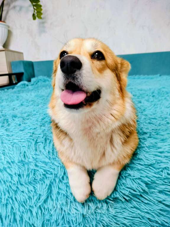 Собаки в Воронеже: Вельш корги пемброк девочка Девочка, 30 000 руб. - фото 5