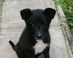 Собаки в Одинцово: щенок небольшая собачка в будущем Мальчик, 100 руб. - фото 1