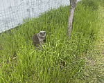 Кошки в других городах Краснодарского края: Пропала кошка в районе поселка Южный. Вознаграждение 100 000 р нашедшему Девочка, 100 000 руб. - фото 3