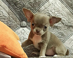 Собаки в Новосибирске: Малышка чихуахуа Девочка, Бесплатно - фото 2