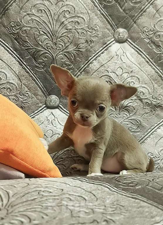 Собаки в Новосибирске: Малышка чихуахуа Девочка, Бесплатно - фото 2