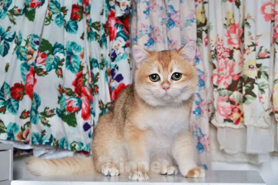 Кошки в Москве: Британский мальчик Равиоли Мальчик, 55 000 руб. - фото 8