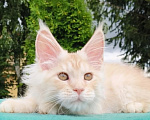 Кошки в Санкт-Петербурге: Котенок мейн-кун Девочка, 46 000 руб. - фото 4