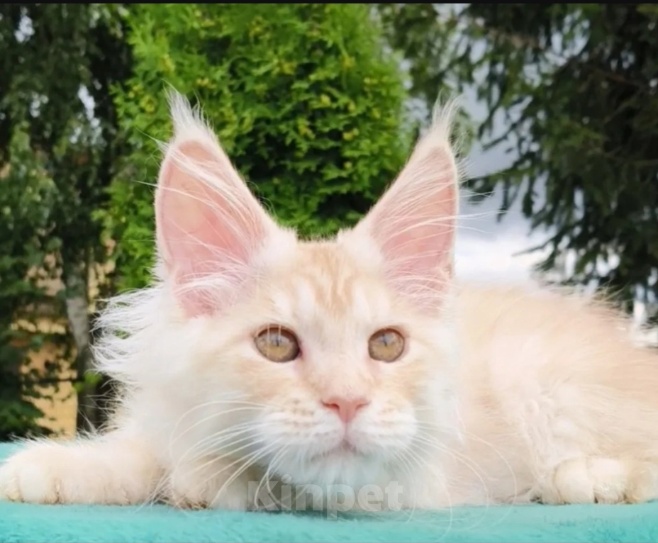 Кошки в Санкт-Петербурге: Котенок мейн-кун Девочка, 46 000 руб. - фото 4