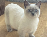 Кошки в Москве: Манчкин Девочка, 70 000 руб. - фото 1